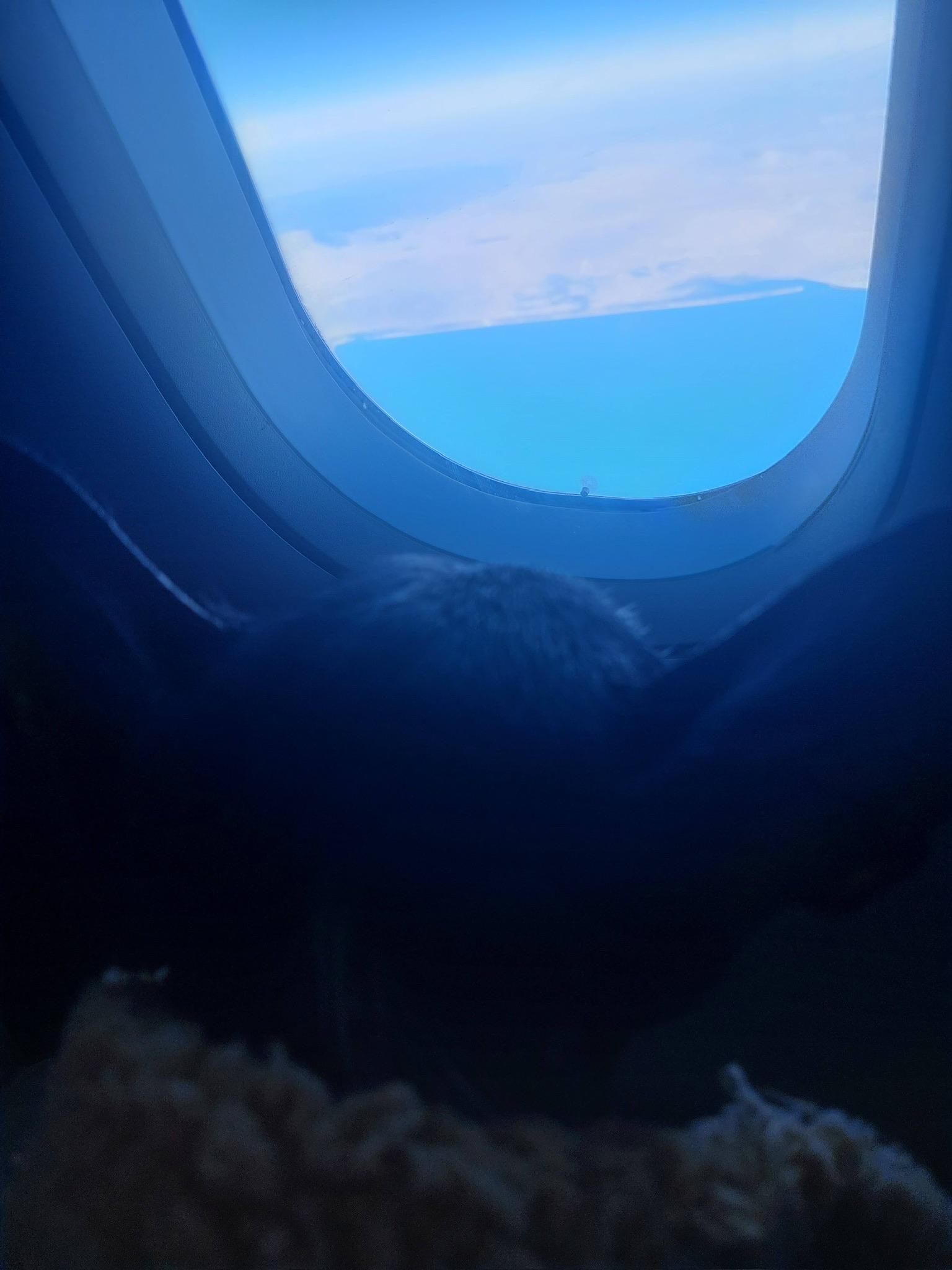 Tuna looking out an airplane window